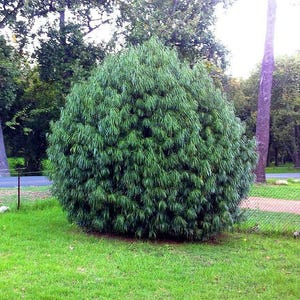 Podocarpus henkelii | Henkel&#39;s Yellowwood | 10 Seeds