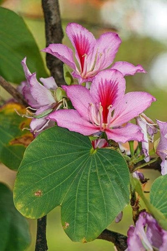 Bauhinia Variegata | Variegated Orchid Tree | 10 Seeds - Etsy