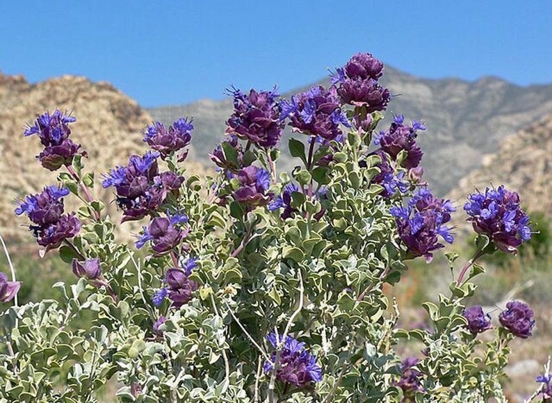 Great Basin Sage Seeds | Drought-Tolerant Salvia Dorrii (5 Seeds) image 6