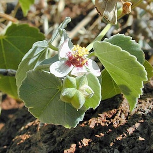 Abutilon incanum | Hoary Abutilon | 10 seeds