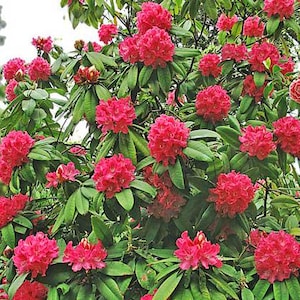 Rhododendron arboreum | Tree Rhododendron | 150 Seeds