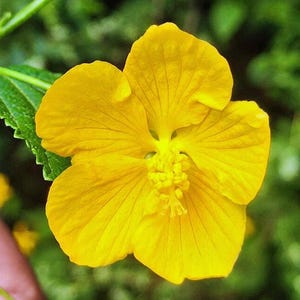Pavonia sepium | Hedgy Swampmallow | 10 Seeds