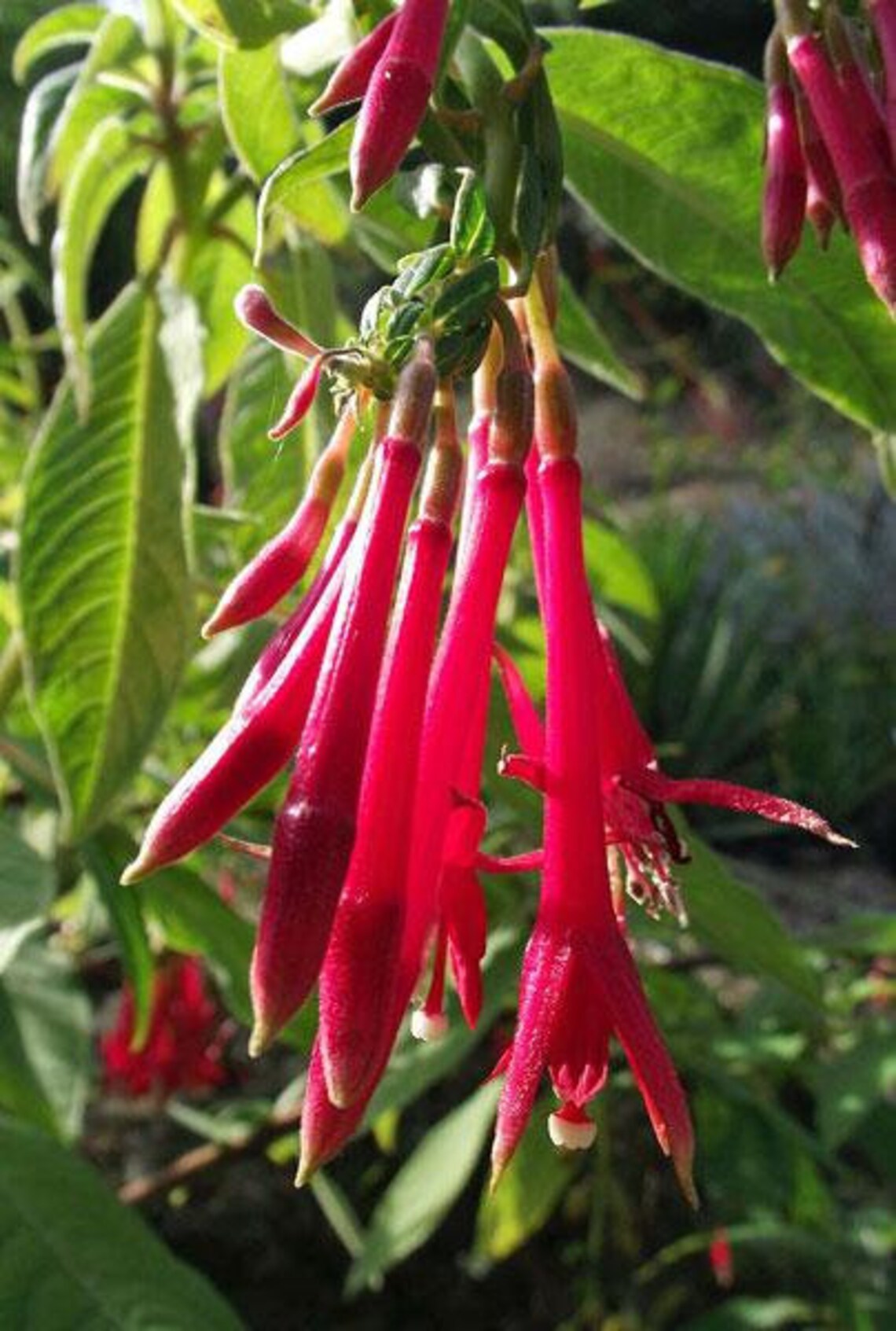 Fuchsia Boliviana Bolivian Fuchsia 50 Seeds Etsy