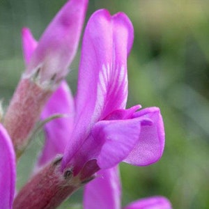 Oxytropis lambertii Purple Locoweed Lamberts Crazyweed 10 Seeds image 9