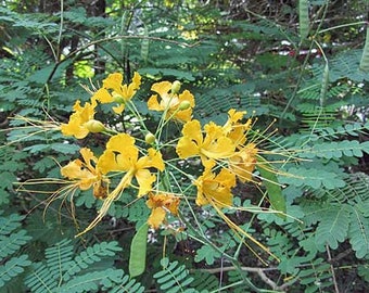 Mexican Bird of Paradise (Caesalpinia Pulcherrima) 20+ seeds – speedyseeds Mexican Bird of Paradise (Caesalpinia Pulcherrima) 20+ seeds – speedyseeds