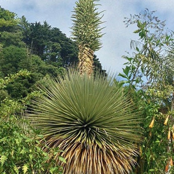 Puya raimondii | Queen of the Andes | Titanka | 5 Seeds