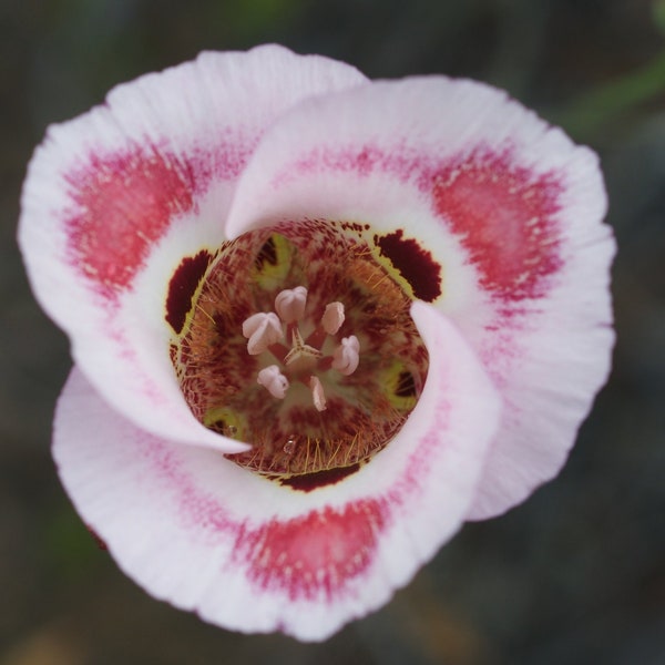 Calochortus venustus | Butterfly Mariposa Lily | 10 Seeds