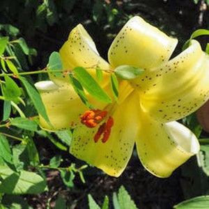 Lilium szovitsianum Crimson-Anthered or Tall Sulphur-Flowered Lily 10 Seeds image 2