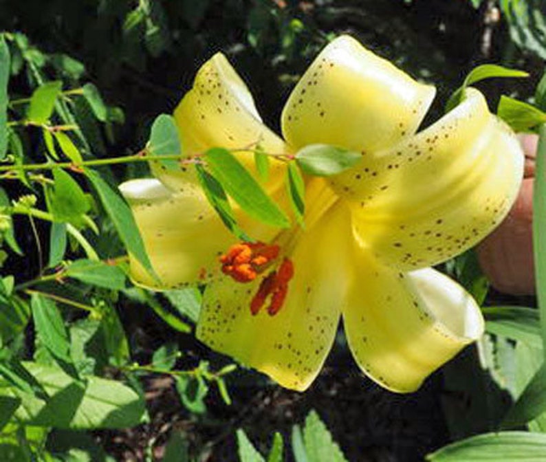 Lilium szovitsianum Crimson-Anthered or Tall Sulphur-Flowered Lily 10 Seeds image 2