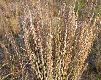 Bouteloua curtipendula | Sideoats Grama or Grass | 20 Seeds