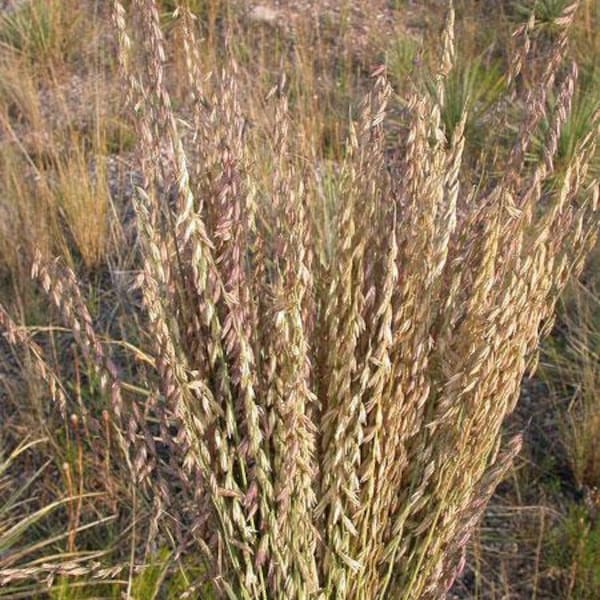 Bouteloua curtipendula | Sideoats Grama or Grass | 20 Seeds