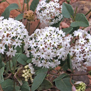 Abronia fragrans | Snowball Sand Verbena | 10 Seeds
