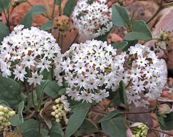 Abronia fragrans | Snowball Sand Verbena | 10 Seeds