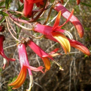 Lobelia laxiflora subsp. angustifolia Hardy or Mexican Lobelia 50 Seeds image 1