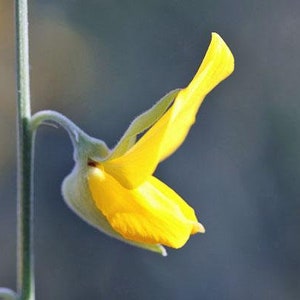 Crotalaria juncea Sunn Hemp 10 Seeds image 5