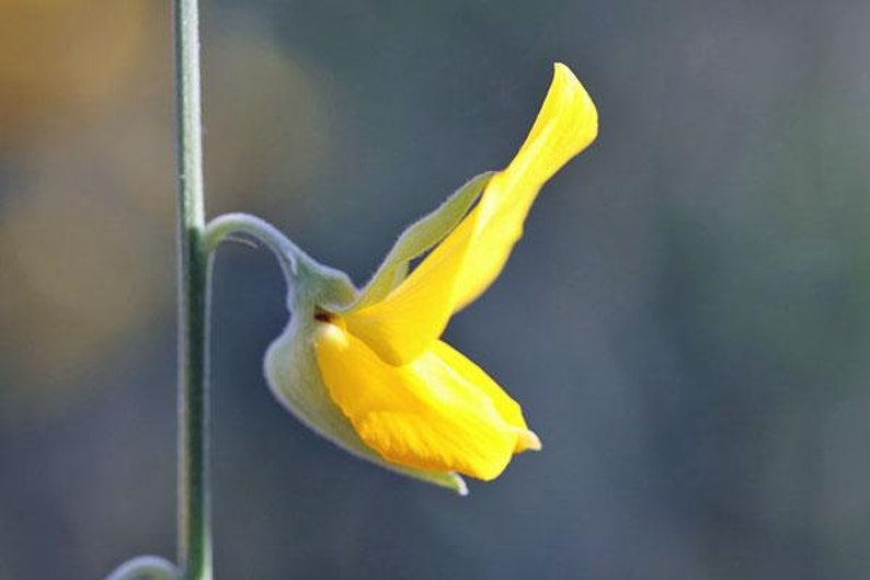 Crotalaria juncea Sunn Hemp 10 Seeds image 5