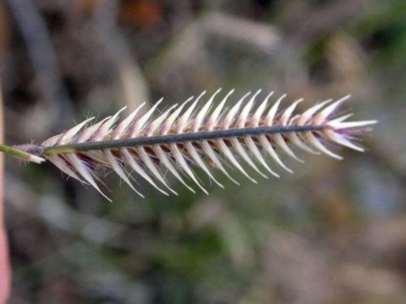 Bouteloua gracilis Blue Grama Eyebrow or Mosquito Grass 100 Seeds image 4