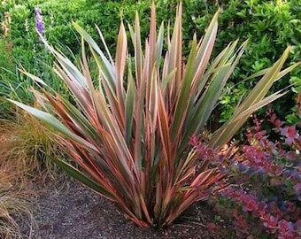 Phormium tenax | Rainbow Stripes | 20 Seeds