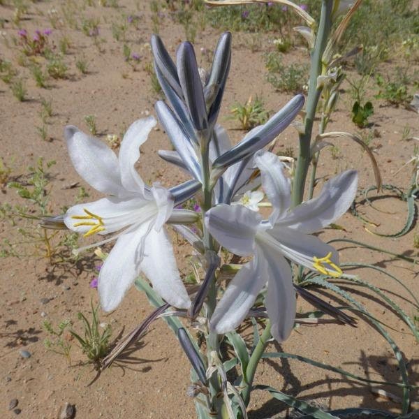 Rare White Purple Desert Rose Flower Seeds for Sale - Adenium Obesum Seeds  – exoticflowerplant