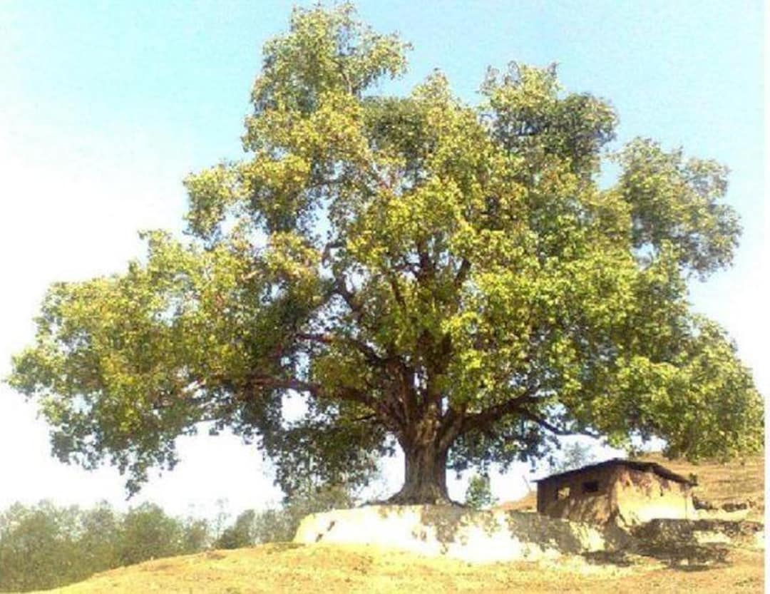 Ficus Religiosa | Sacred Fig | Ashwattha or Bodhi Tree | 100 Seeds - Etsy