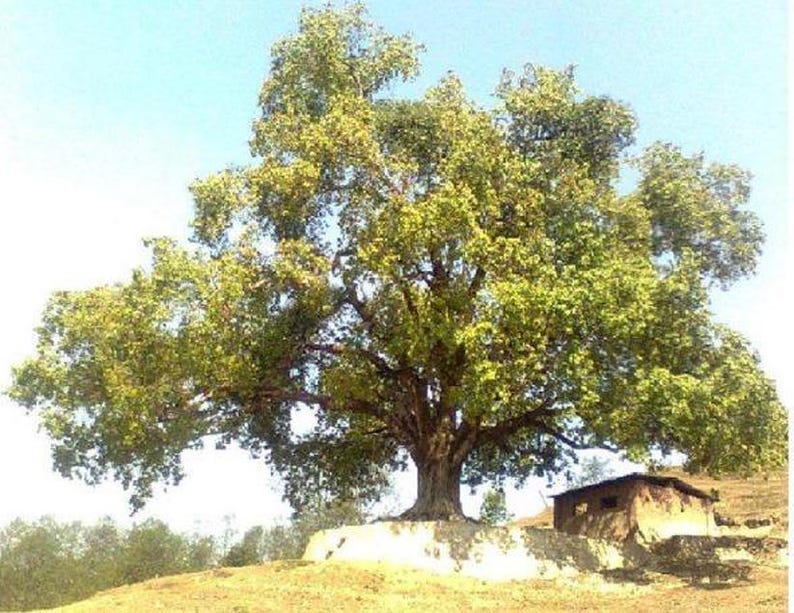 Ficus Religiosa | Sacred Fig | Ashwattha or Bodhi Tree | 100 Seeds - Etsy