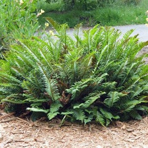 Polystichum munitum | Western Sword Fern | 2000 Spores