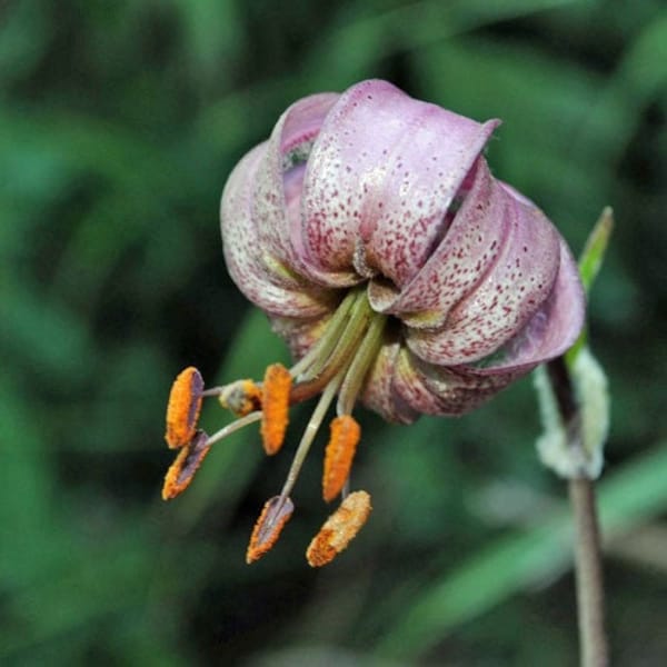 Lilium martagon var. pilosiusculum | 10 Seeds