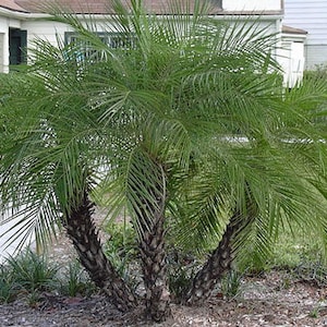 Phoenix roebelenii | Pygmy Date Palm | Robellini Palm | 10 Seeds