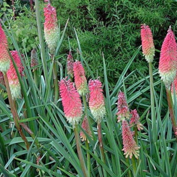 Kniphofia uvaria | Red Hot Poker | Torch Lily | Tritoma | 10 Seeds