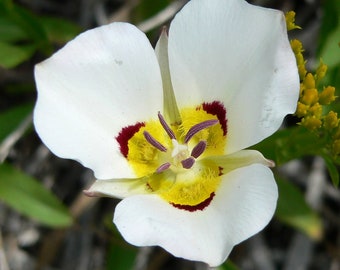 Calochortus Nuttallii White | Nuttalls Mariposa | Sego Lily | 5 Seeds