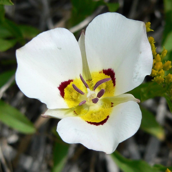 Calochortus Nuttallii White | Nuttalls Mariposa | Sego Lily | 5 Seeds