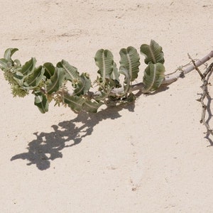 Asclepias arenaria l Western Sand Milkweed l 10 Seeds image 6