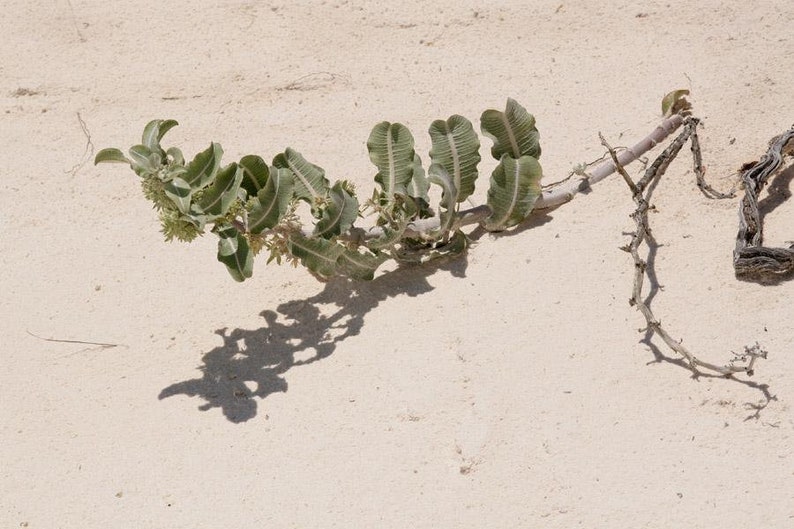 Asclepias arenaria l Western Sand Milkweed l 10 Seeds image 6