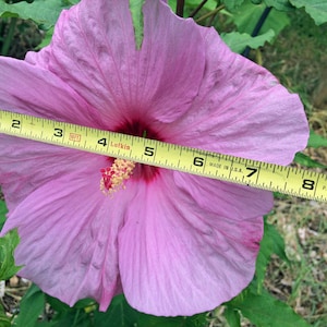 Hibiscus moscheutos | Pink Elephant | 10 Seeds