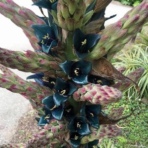 Puya alpestris | Sapphire Tower Bromeliad | 50 Seeds