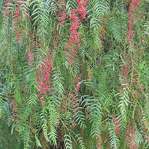Schinus molle | California Pepper Tree | Peppercorn Tree | 20 Seeds