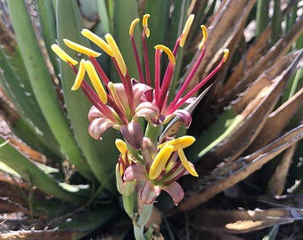 Agave Lechuguilla | Lechuguilla | 10 Seeds - Etsy