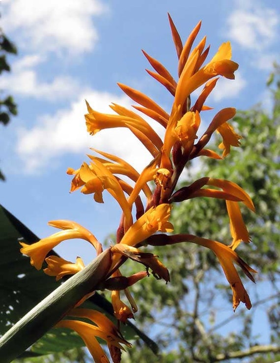 Canna Jaegeriana | Orange Canna Lily | 10 Seeds - Etsy