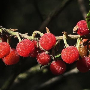 May include: A branch of a plant with bright red berries. The berries are round and have a textured surface. The branch is green and has small leaves.