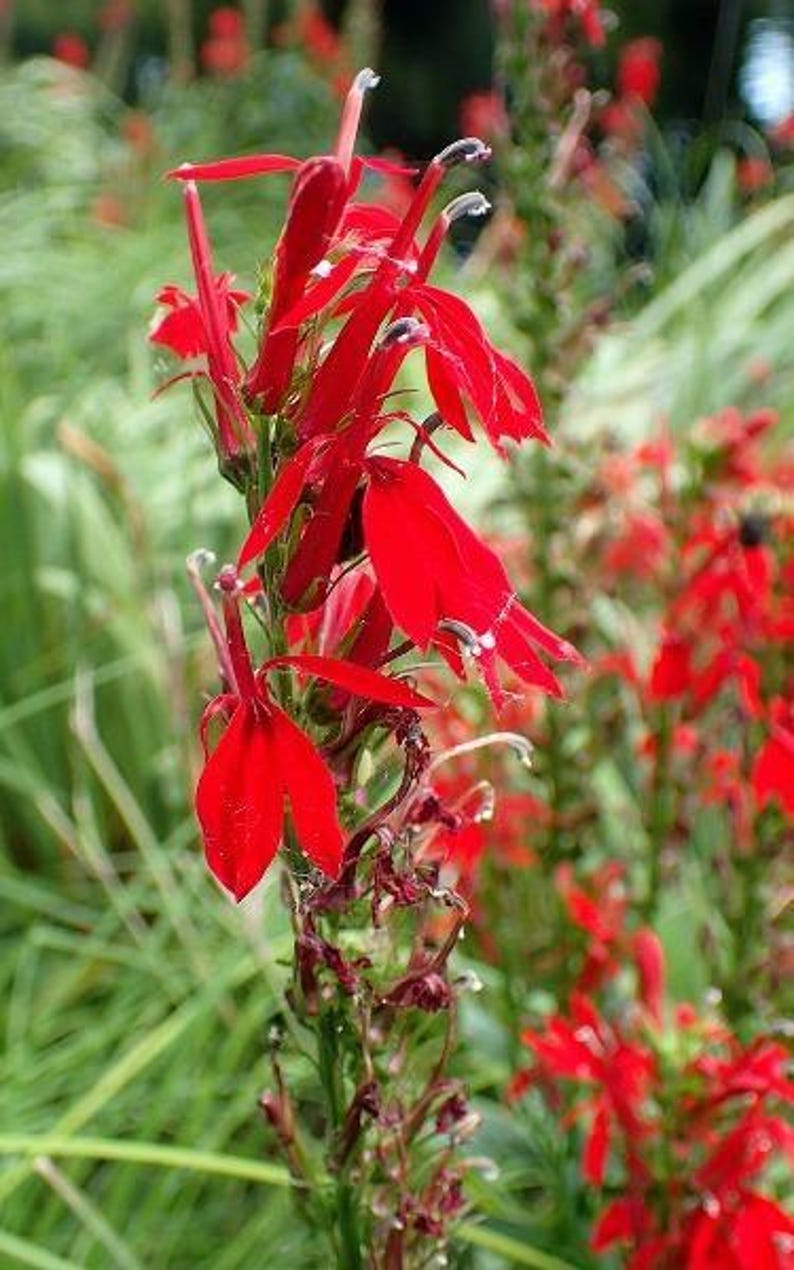 PlantFlowerSeeds Lobelia cardinalis Queen Victoria Seeds