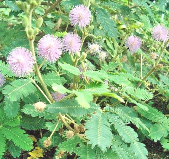 Buy Mimosa Pudica | Sensitive or Sleepy Plant | 150 Seeds Online in India -  Etsy