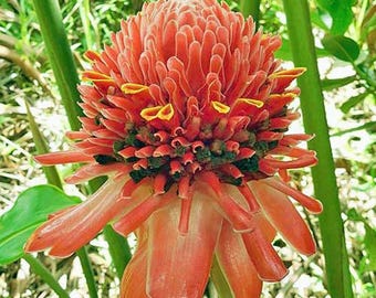 White Torch Ginger Rhizome (etlingera Elatior) - Etsy