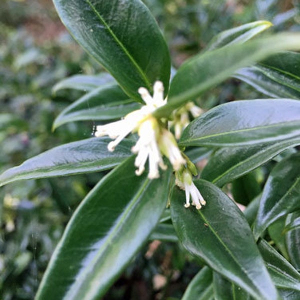Sarcococca ruscifolia | Fragrant Sweet Box | 5 Seeds