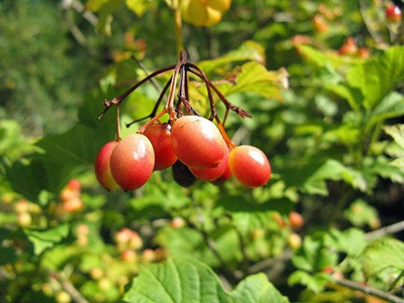 Viburnum trilobum | American Cranberrybush | Crampbark Tree | 20 Seeds - Thumbnail 2