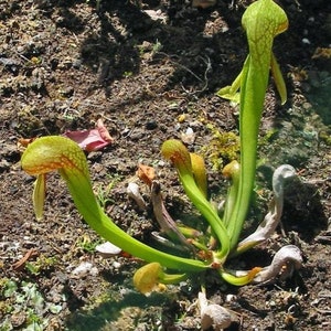 Darlingtonia californica California Pitcher Plant Cobra Lily 20 Seeds image 5