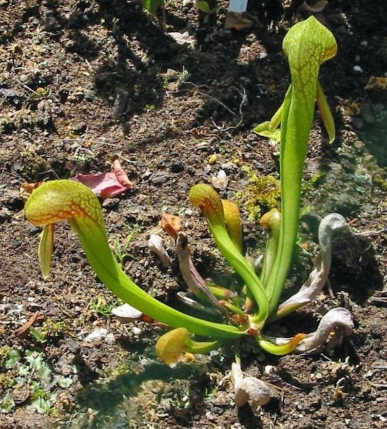 May include: A close-up of a carnivorous plant with multiple green pitcher-shaped leaves. The plant is growing in a bed of brown soil.