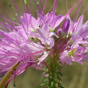 Cleome serrulata | Rocky Mountain Bee Plant | 50 Seeds