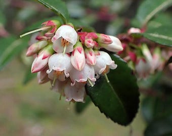 Vaccinium ovatum | Evergreen Huckleberry | 20 Seeds