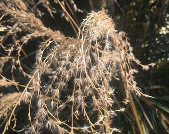 Miscanthus sinensis Yakushima | Dwarf Chinese Silver Grass | 20 Seeds