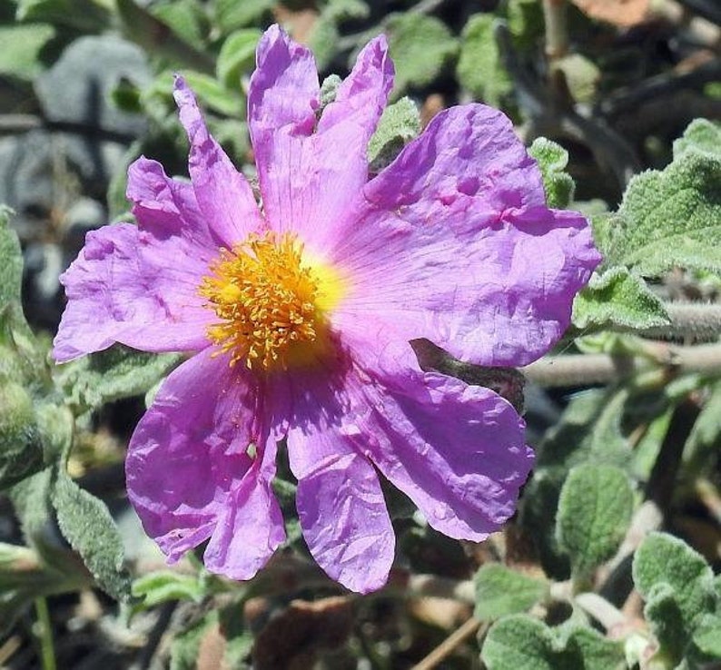 Cistus creticus Rock Rose Cretan Rockrose Hoary Rock-Rose 50 Seeds image 6